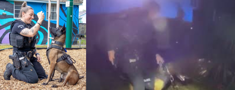 Firearm Located with Same K-9 That Sent an Innocent Woman to Hospital